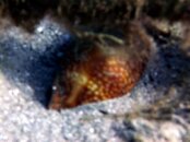 Cowrie.jpg