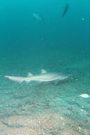 shark 2.jpg
