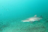 shark1.jpg