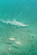 shark3.jpg