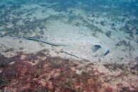IMG_3222wa adult.jpg