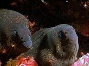 eels.jpg