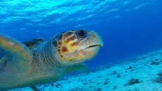 turtle.jpg