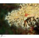 IMG_4572-L.jpg