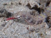 Pipefish8.jpg