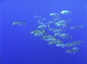 IMG_8501.jpg