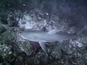 shark.jpg