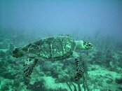 Turtle.jpg