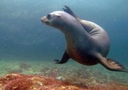 sealion2a.jpg