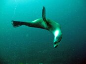 sealion2a.jpg