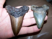 tooth.jpg