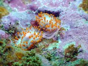 08_25_2012_CrescentBay_LimaciaCockerelli01.jpg