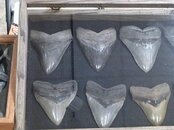 2013 Fossil Show 009.jpg