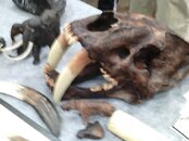 2013 Fossil Show 016.jpg