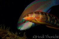 IMG_3241.jpg