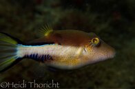 IMG_3245.jpg