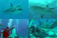 DDDB 525 shark whisperer I sm.jpg