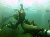 Sea Lions Feb 2013.jpg