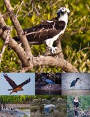 birding-invite1.jpg