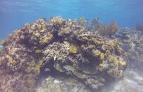 Grand Cayman 2013 GoPro 341.jpg