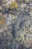 Grand Cayman 2013 GoPro 531.jpg