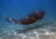 manatee3.jpg
