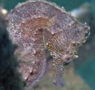 seahorse2.jpg