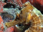 seahorse&blenny.jpg