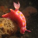 Ceratosoma amoenum edited.jpg