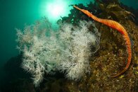 seadragon.jpg