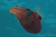 IMG_3574.jpg