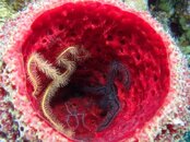 PLCrna-Red Barrel Sponge.jpg