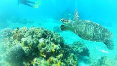 turtle dream .jpg turtle dream .jpg