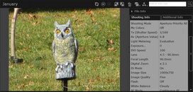 Owl.jpg