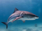 375px-Tiger_shark.jpg