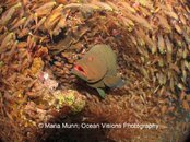 Grouper with Sweepers small.jpg