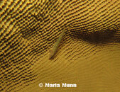 Blenny with macro lens.jpg