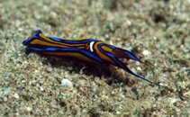 Dnudi2875.jpg