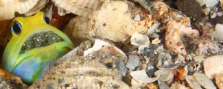 IMG_2662wa2a find the dragonet.jpg
