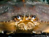 pnw_diver_2013-03_Cover.jpg