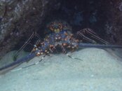 Lobster 1.jpg