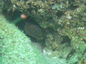 Moray 1.jpg