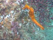 Seahorse 1.jpg
