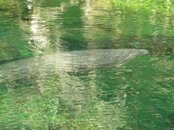 Manatee.jpg