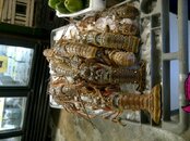 IMG-20130314-00206.jpg