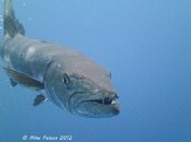 2012 Aug 2 North Carolina Aeolus Barracuda.jpg