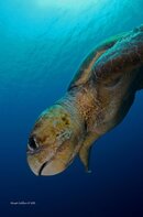 Loggerhead © DSC_8923 Resized.jpg