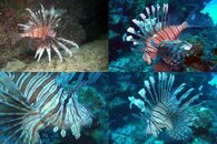 DDDB 529 lionfish sm.jpg