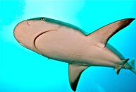 IMG_0362.jpg