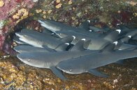 20111209_Roca_Partida_01-167.jpg